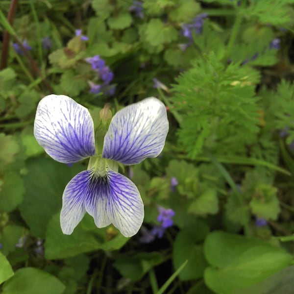 wild blue white violet seeds Free Shipping