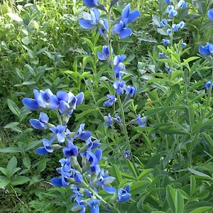 5 seeds false indigo Baptisia Australis Free Shipping