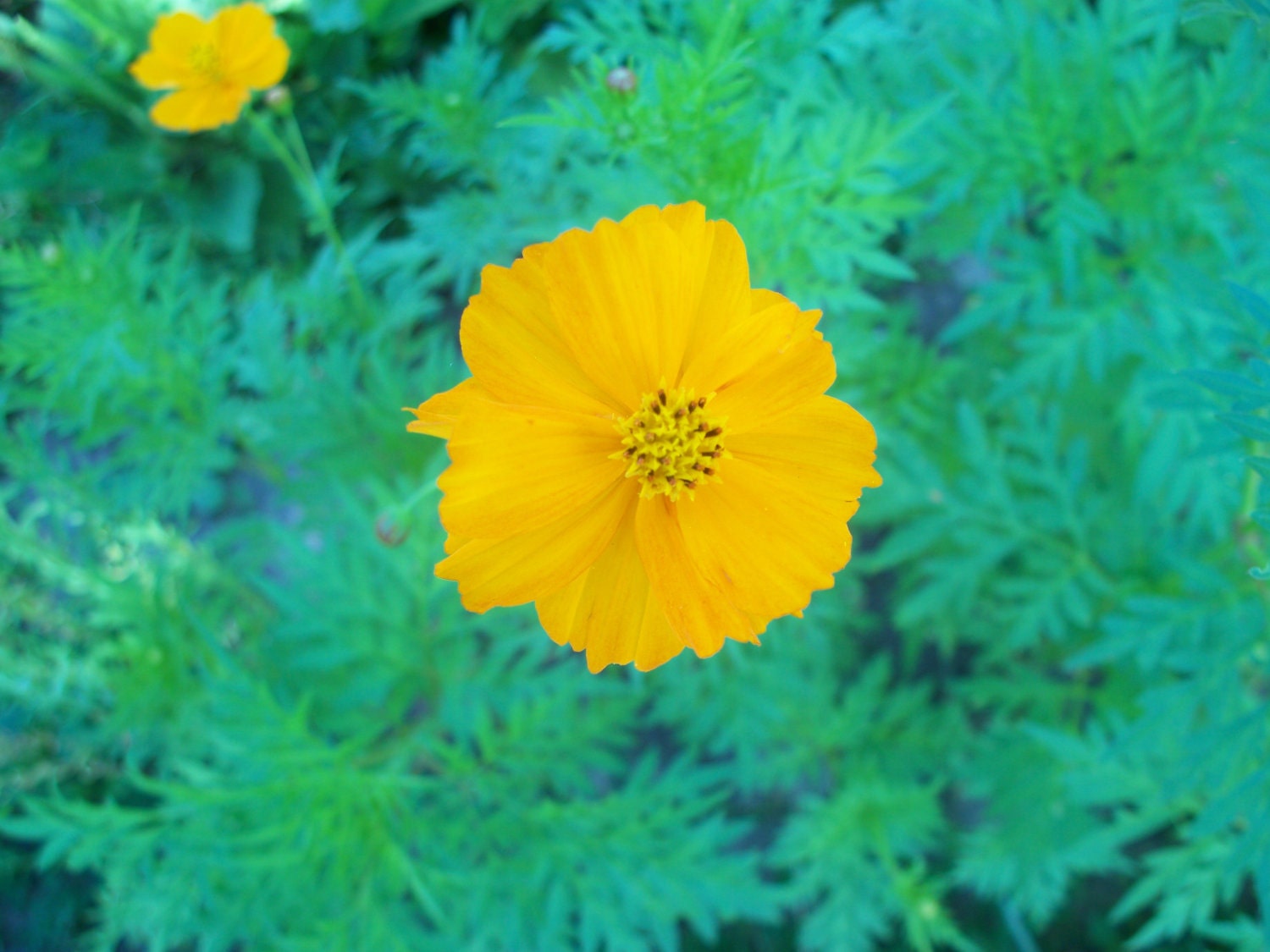 15 seeds cosmos bright lights Free Shipping