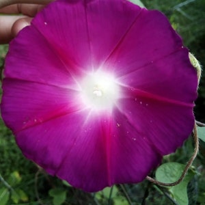 pink morning glory seeds heirloom Free Shipping