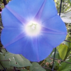 ivy leaf morning glory seeds heirloom Free Shipping