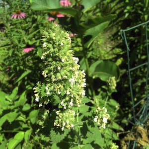 catnip seeds Free Shipping