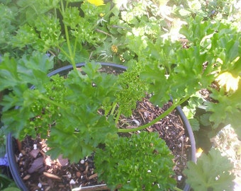 30 seeds curled parsley Free Shipping