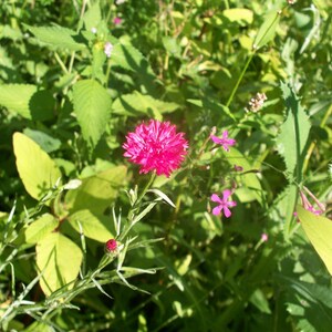 20 seeds tall red bachelor button Free Shipping