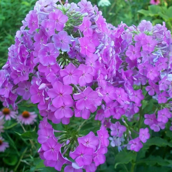 pink phlox seeds Free Shipping