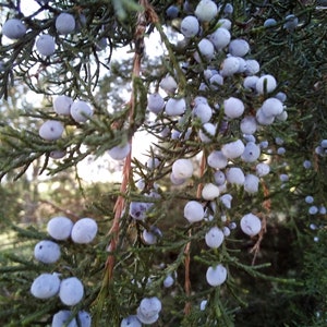 eastern red cedar seeds Free Shipping