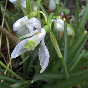 5 seeds common snowdrop Free Shipping