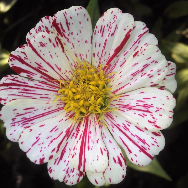 candy stripe zinnia seeds heirloom Free Shipping