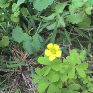 yellow wood sorrel Oxalis Stricta seeds