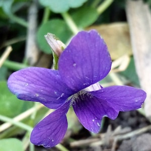 wild purple violet seeds Free Shipping