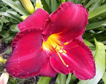 3 seeds red daylily