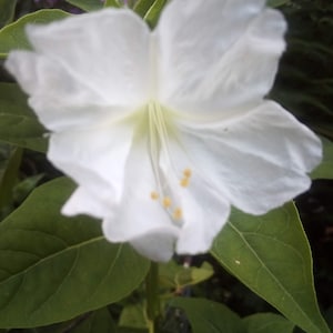 White Four O&#39; Clock Mirabilis Jalapa seeds Free Shipping