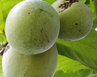 3 stratified paw paw tree seeds Asimina Triloba