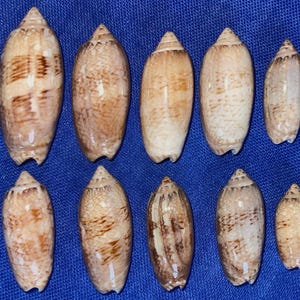 Lettered Olive Seashell - Sanibel Island (bundles of 5)