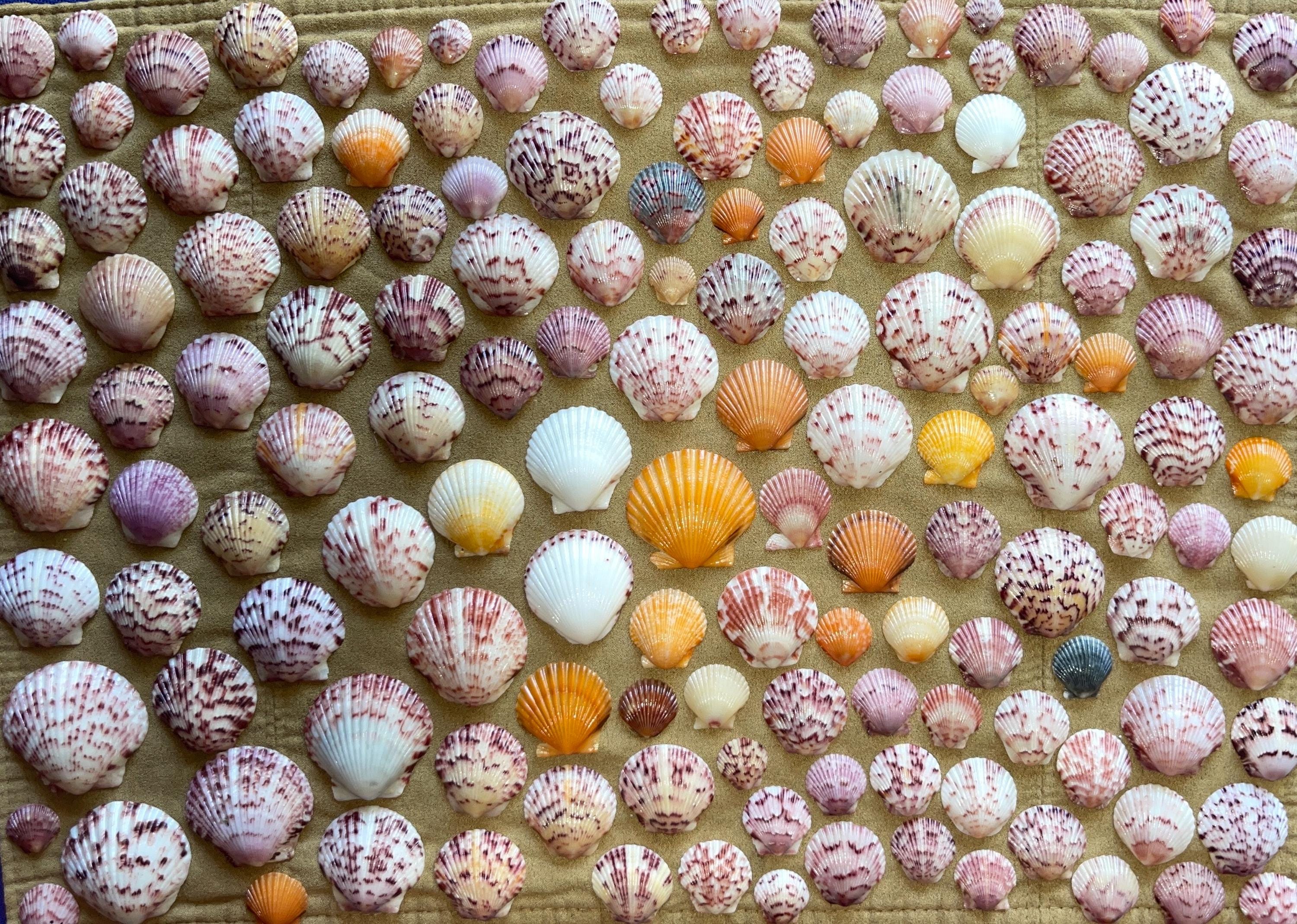 Calico Scallop Seashells From Sanibel Island Bundles of 5-40 - Etsy