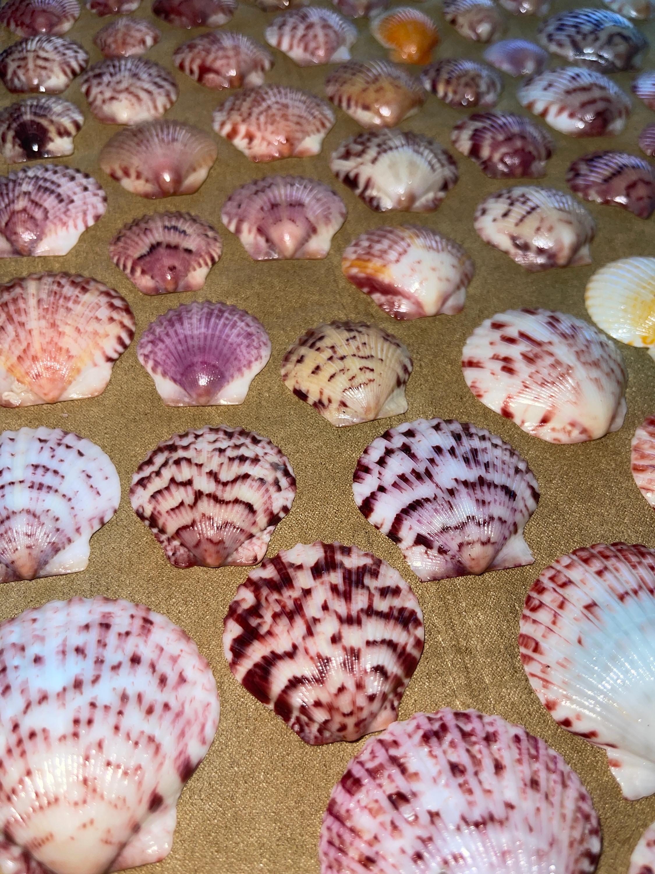 Calico Scallop Seashells From Sanibel Island Bundles of 5-40 - Etsy