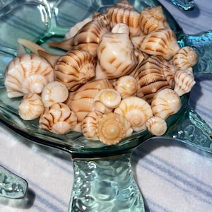 May include: A collection of various seashells in shades of cream and brown, resting in a clear, turquoise-colored glass dish. The shells vary in size and shape, creating a natural, coastal aesthetic.