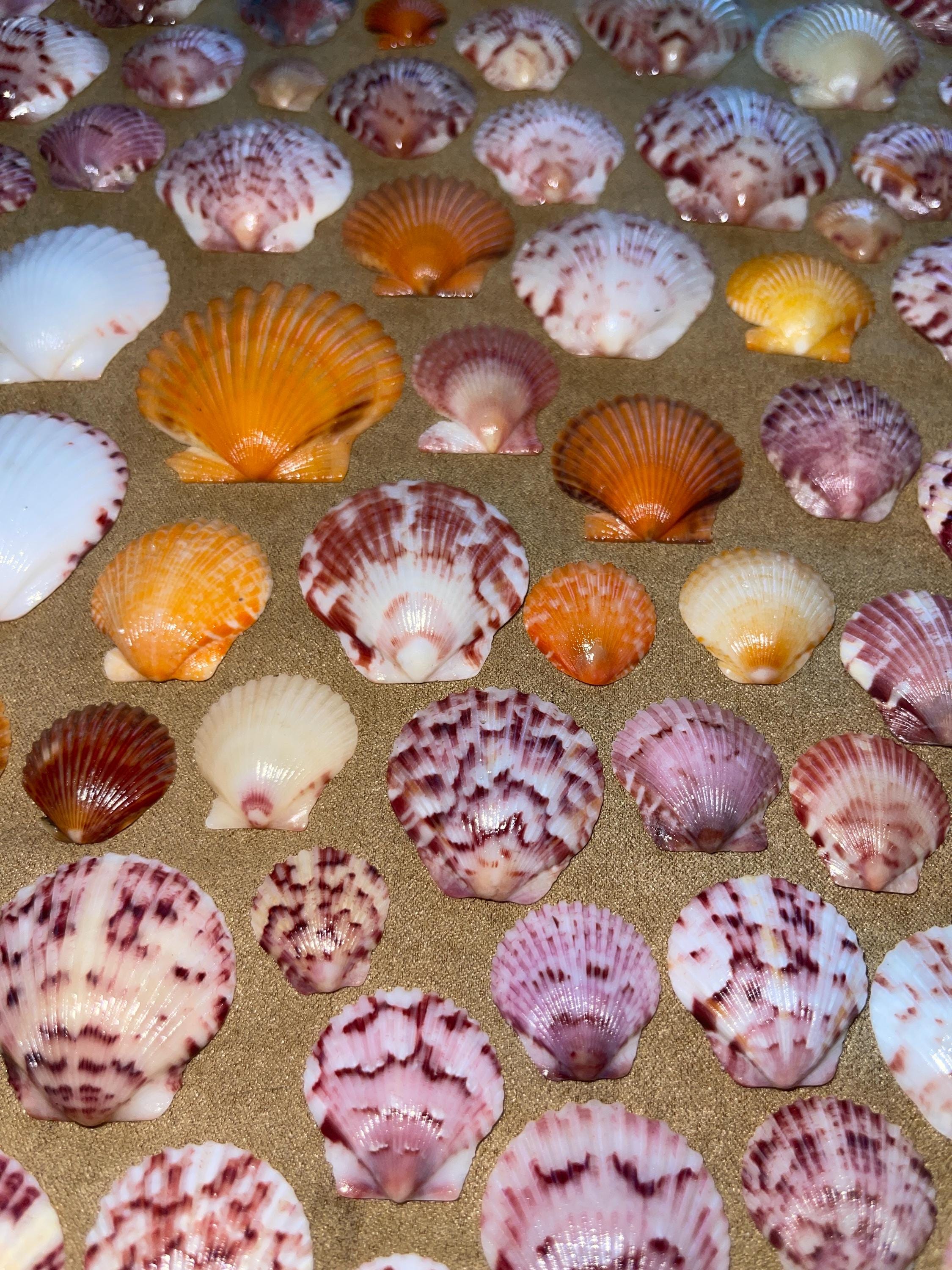Calico Scallop Seashells From Sanibel Island Bundles of 5-40 - Etsy