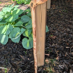 K&ouml;nnte beinhalten: Ein handgefertigter Holzspazierstock mit gebogenem Griff. Der Stock besteht aus Naturholz, das eine hellbraune Farbe mit dunkleren braunen und schwarzen Mustern aufweist. Der Griff hat ein geschnitztes Design und die Unterseite eine kleine, graue Spitze.