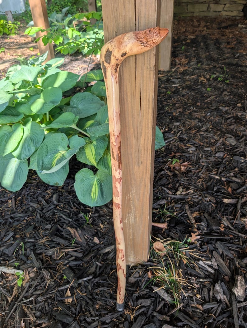 K&ouml;nnte beinhalten: Ein handgefertigter Holzspazierstock mit gebogenem Griff. Der Stock besteht aus Naturholz, das eine hellbraune Farbe mit dunkleren braunen und schwarzen Mustern aufweist. Der Griff hat ein geschnitztes Design und die Unterseite eine kleine, graue Spitze.