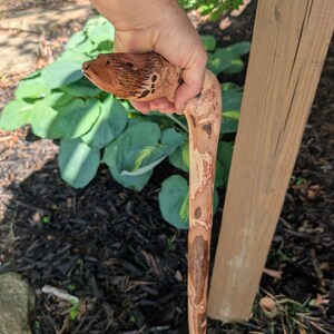 K&ouml;nnte beinhalten: Ein handgeschnitzter Holzspazierstock mit einem detaillierten B&auml;renkopf. Der Stock besteht aus hellbraunem Holz mit nat&uuml;rlichen Mustern und einem gebogenen Griff. Das Gesicht des B&auml;ren ist aufwendig mit sichtbaren Fell Details geschnitzt.