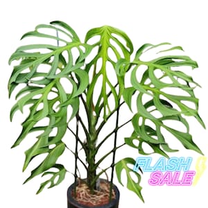 May include: A potted plant with large, green leaves that have many holes in them. The plant is in a black pot and is sitting on a white surface. The plant is a Monstera adansonii.