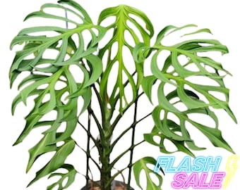 Monstera Burle Marx Flame Live Plant | Monstera Burle Marx Flame Tissue Culture Plant | Fully Rooted House Plants Indoor | Albo Monstera
