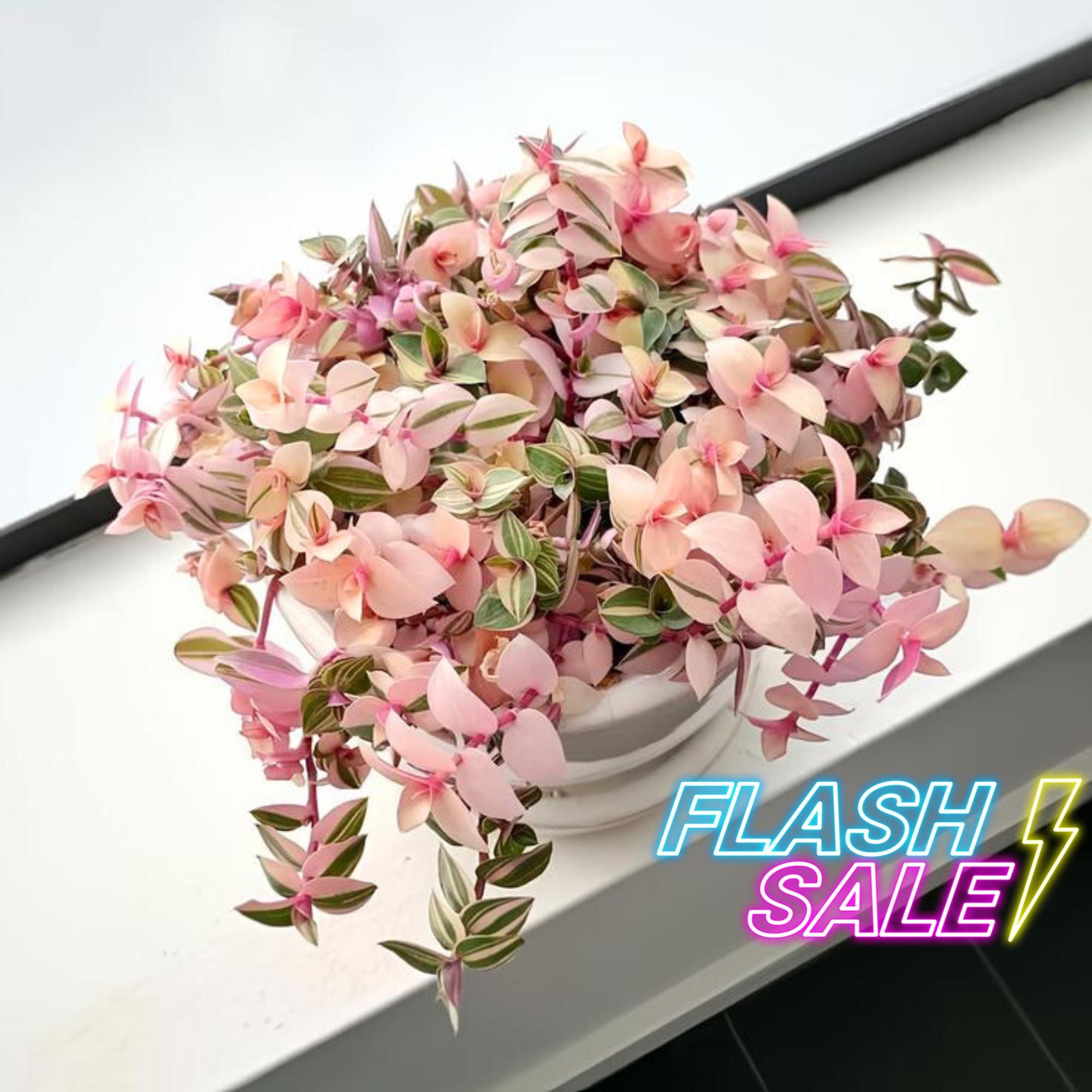 Callisia Repens Pink Lady | Large Trailing Pink Panther Indoor Succulents | Live Plant Wandering Jew Tradescantia Houseplant Gifts | Vine
