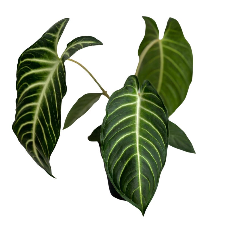 PlantCityUS Xanthosoma Lendenii Plant - Thumbnail 2