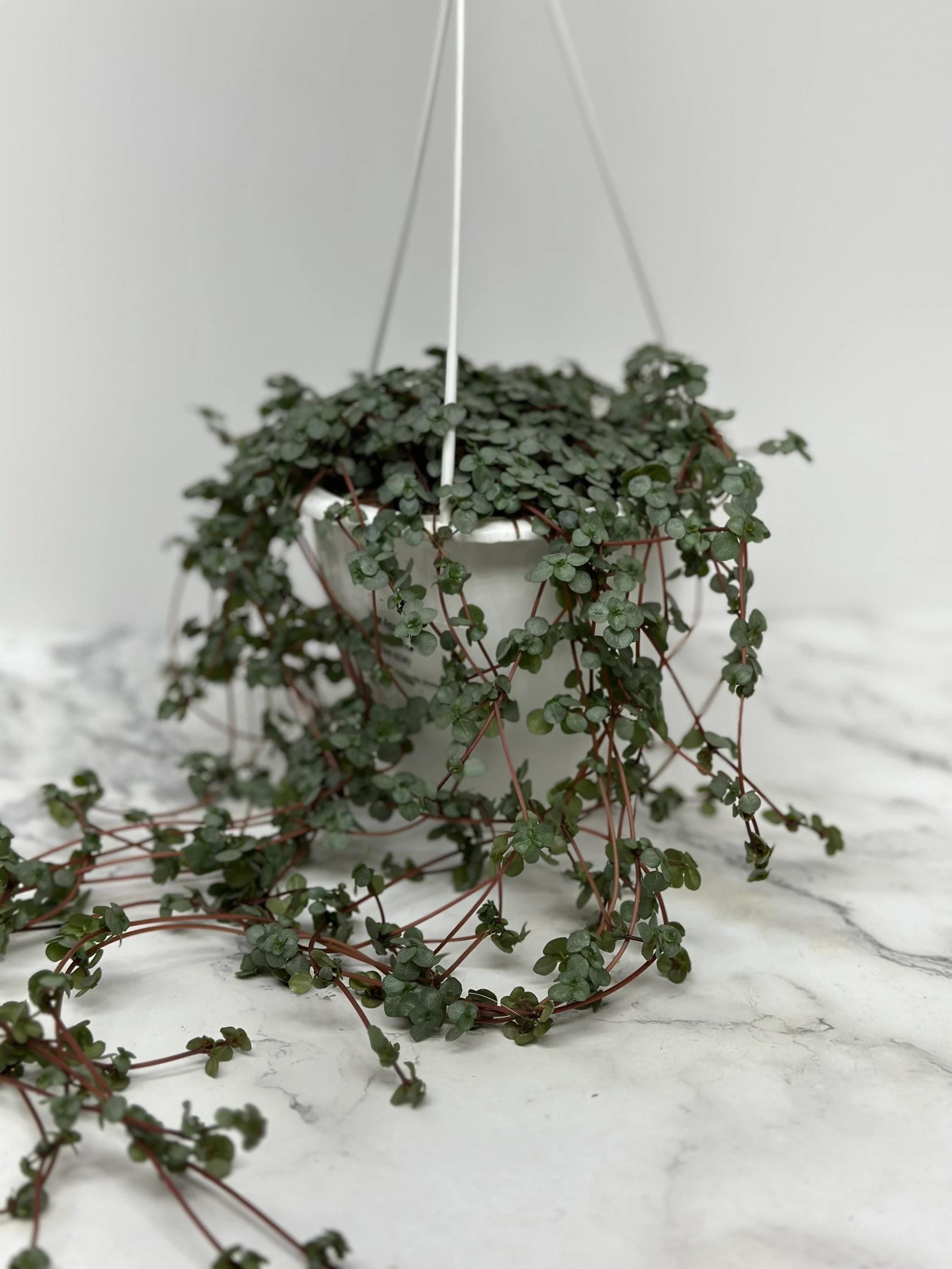 Pilea Glauca Aquamarine House Plant | Pileas Live Plants Full Basket ...