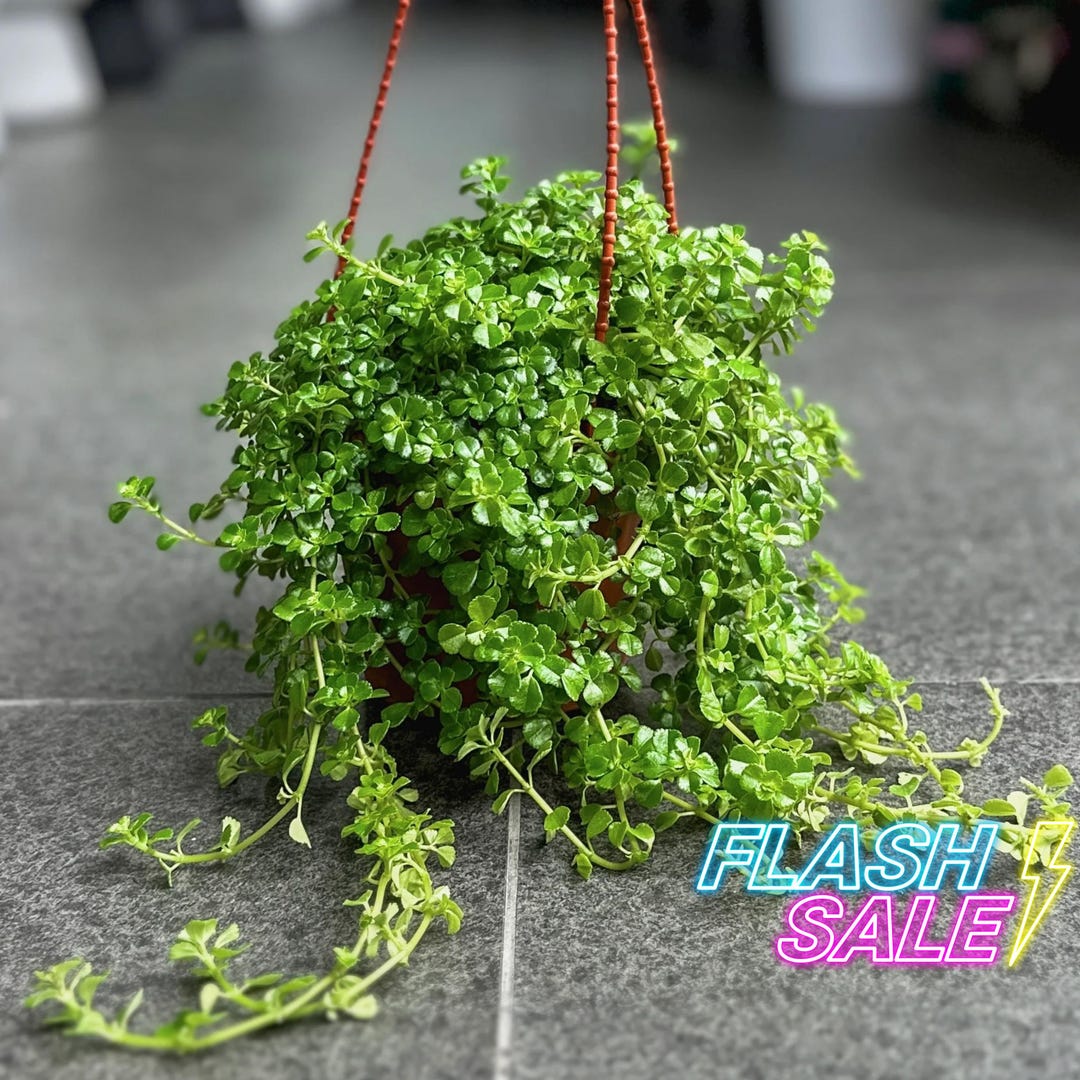 Pilea Depressa House Plants | Pileas Baby Tears Live Plant | Indoor ...