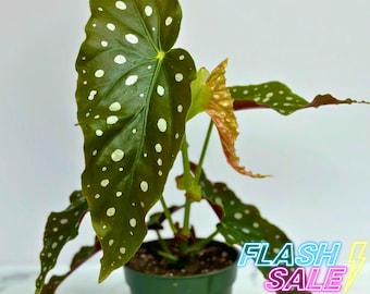 Begonia Maculata Live Plant | Polka Dot Begonia House Plant | Indoor Houseplants Home Decor | Outdoor Garden Gifts | Starter Cutting