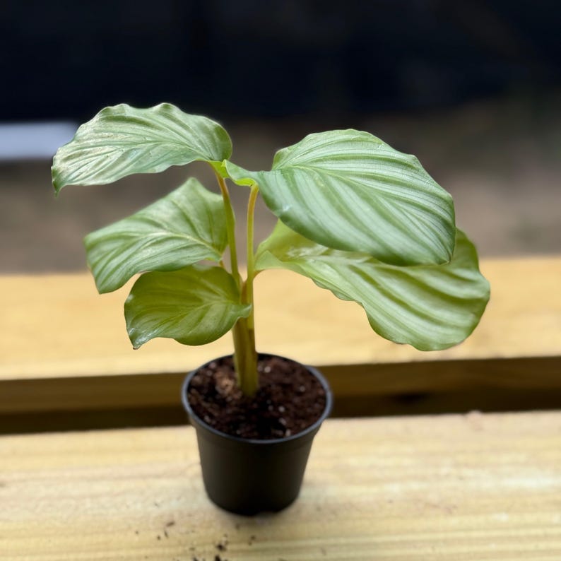 PlantCityUS Calathea Orbifolia - Thumbnail 5