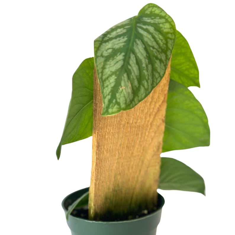 PlantCityUS Monstera Dubia Plant - Thumbnail 3