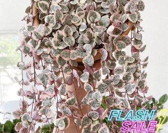 String of Hearts Variegated Live Plant | Ceropegia Woodii Variegata Starter Plants | Rare Cacti and Succulents Indoor Houseplant | Pink Gift