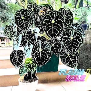 Anthurium Clarinervium Seed - Etsy