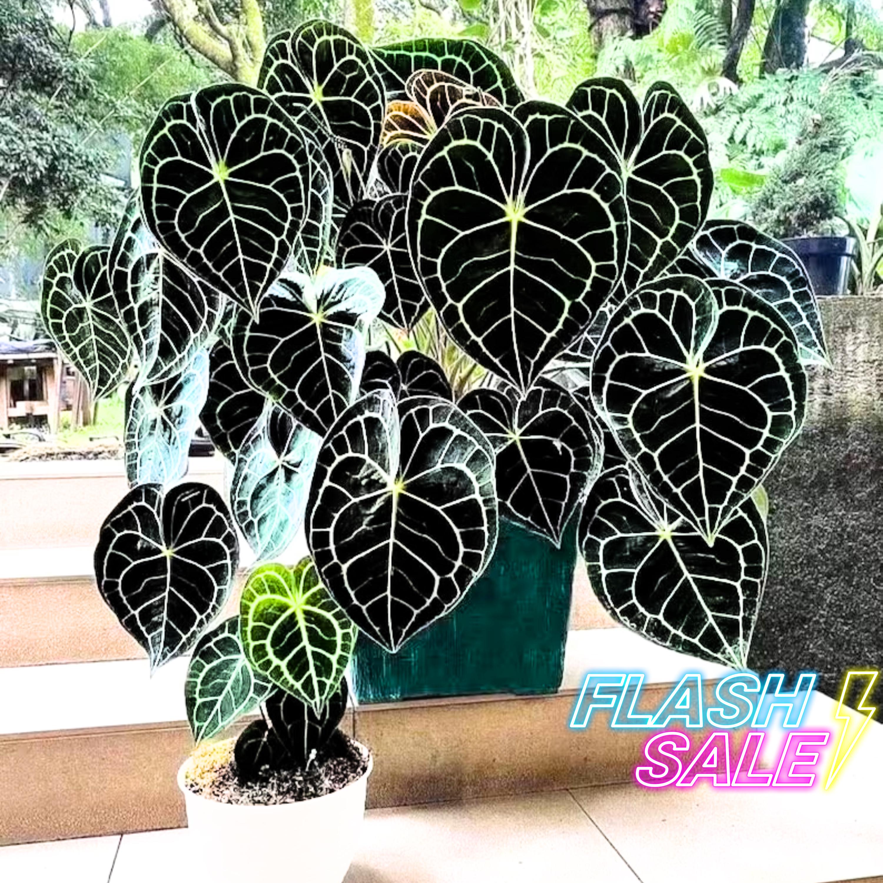 Rare Anthurium Seeds - Etsy