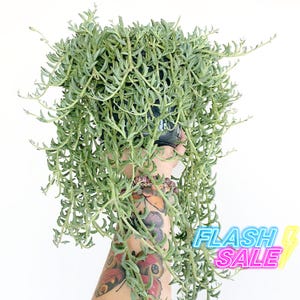 May include: A String of Dolphins succulent plant in a black pot. The plant has long, trailing stems with small, dolphin-shaped leaves. The plant is a light green color. The image also includes the text "FLASH SALE" in a neon style.
