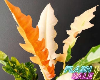 Philodendron Ring of Fire Live Plant | Rare Philodendron Variegated Plants  SALE | House Plants | Indoor Houseplants Outdoor Garden Gifts - Etsy