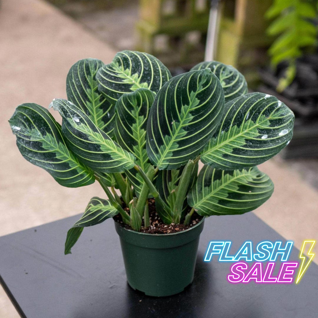 calathea makoyana plant Calathea makoyana 'Cathedral Windows' main image 1