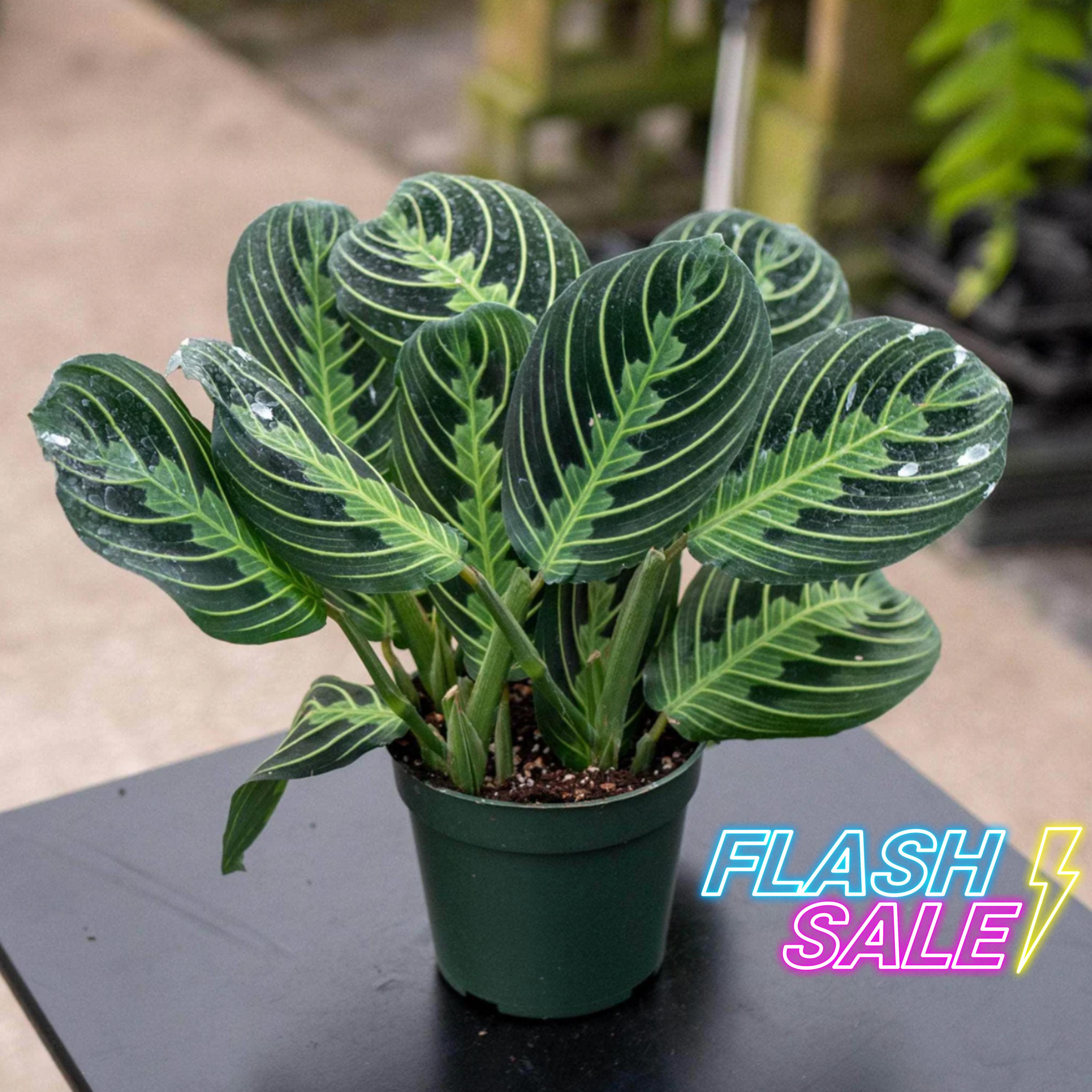Maranta 'Prayer Plant' Lemon Lime 4"