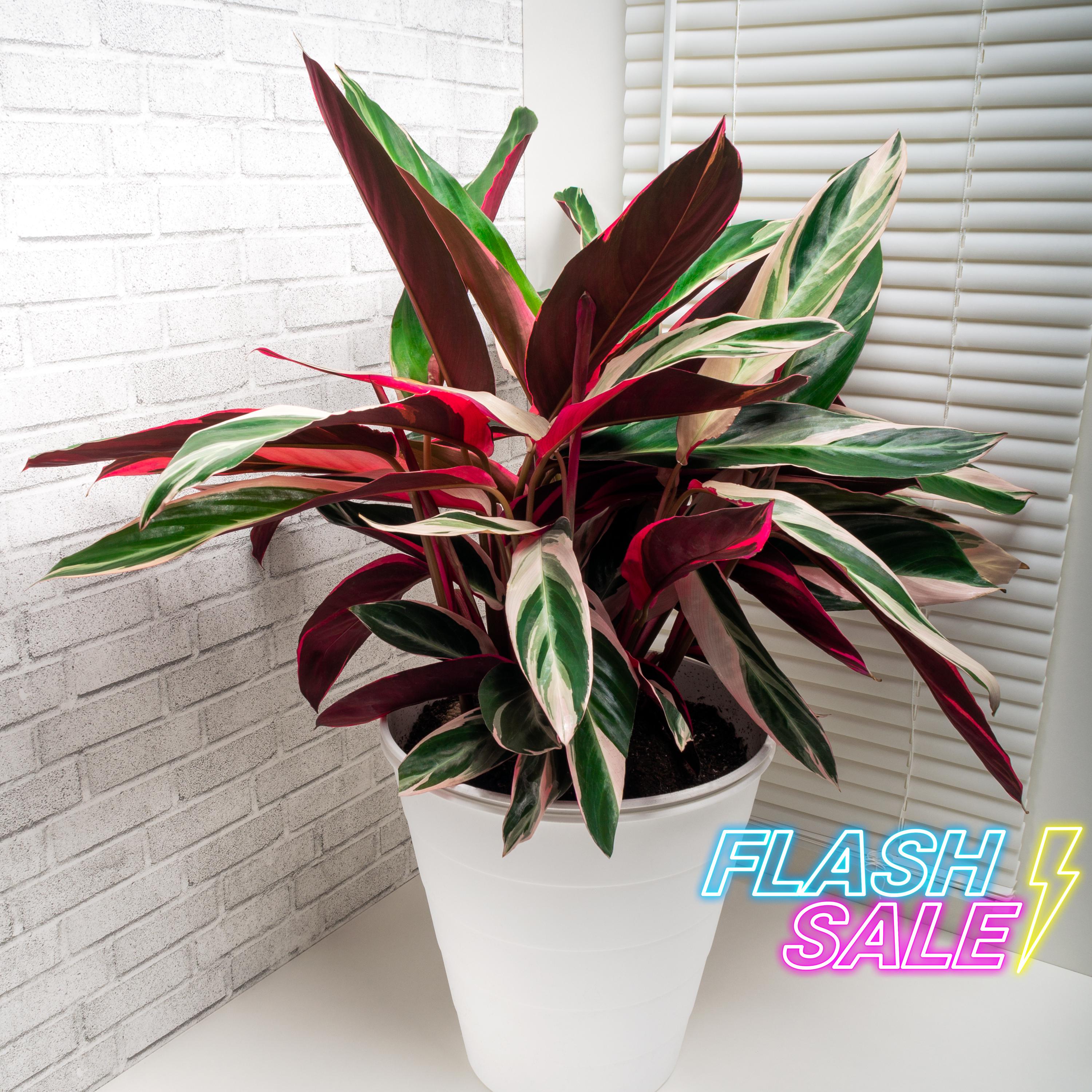 Plant House Variegated Orbifolia - Etsy