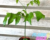 Lucky Bean Live Plant | Erythrina Lysistemon House Plants | Rare Indoor Houseplants Home Decor | Outdoor Garden Gifts | Starter Cutting