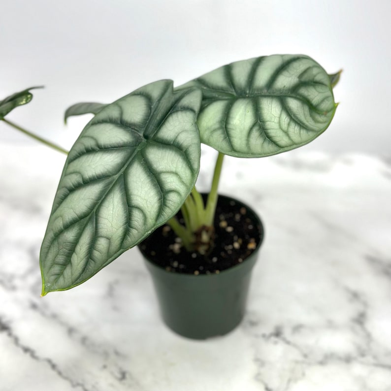 PlantCityUS Alocasia Dragon - Thumbnail 5