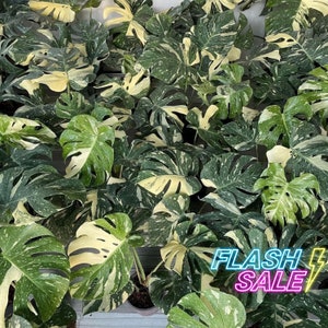 Mint Monstera Thailand - Etsy