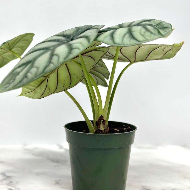 PlantCityUS Alocasia Dragon - Thumbnail 4
