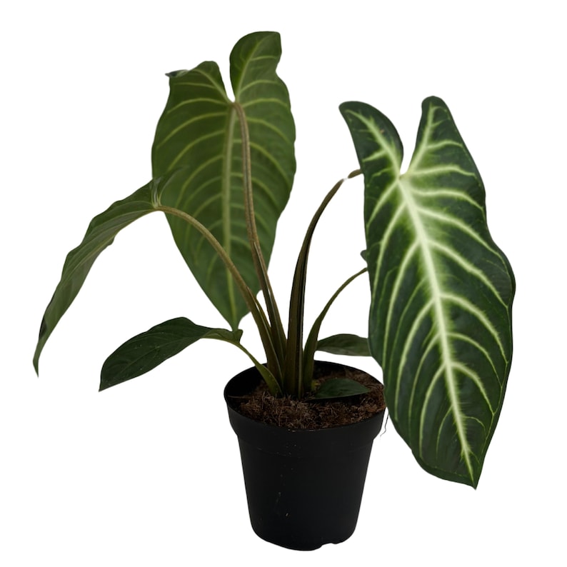 PlantCityUS Xanthosoma Lendenii Plant - Thumbnail 3