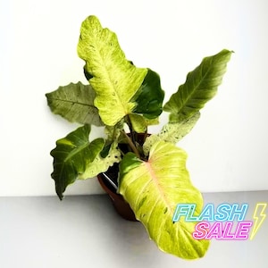 Philodendron Snowdrift Variegated - Etsy