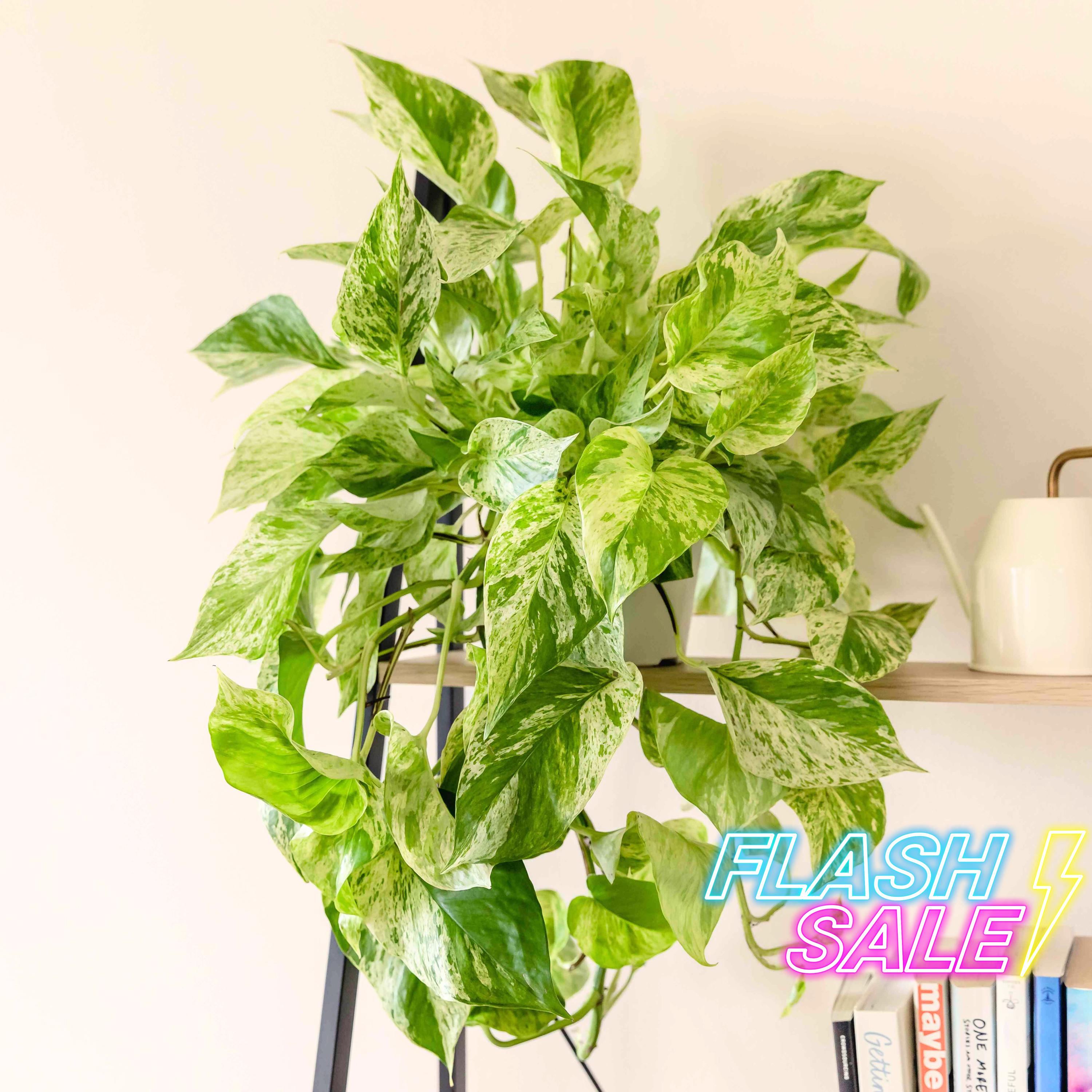 indoor plant stand with wheels Plant Stand On Wheels - Outdoorliving - Plant Trolley - Metal