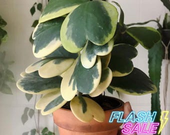 Hoya Kerrii Variegated Live Plant | Hoya Heart Variegated Starter Plants | House Plants for Beginner | Hoya Cuttings for Rare Plant Gifts